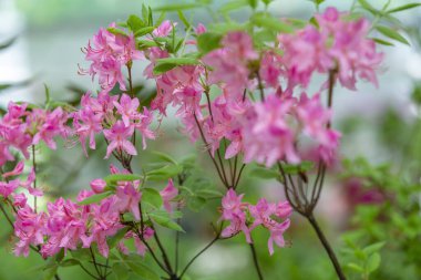 Rododendron. Ericaceae ailesinin çalıları. Parlak bahar bahçede çiçek açıyor.