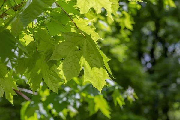 Літо Зелений Колір Листяного Кленового Дерева Родини Acereae — стокове фото