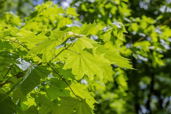 Літо Зелений Колір Листяного Кленового Дерева Родини Acereae — стокове фото