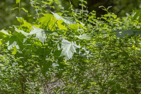 Літо Зелений Колір Листяного Кленового Дерева Родини Acereae — стокове фото