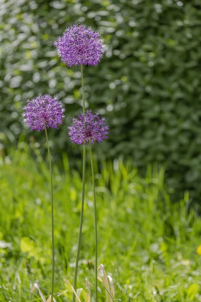 Fioletowy Kwiat Wieloletnich Roślin Zielnych Allium Wallichii Rodziny Alliaceae — Zdjęcie stockowe