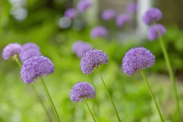 Fioletowy Kwiat Wieloletnich Roślin Zielnych Allium Wallichii Rodziny Alliaceae — Zdjęcie stockowe