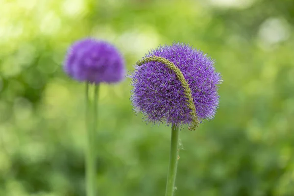 Fioletowy Kwiat Wieloletnich Roślin Zielnych Allium Wallichii Rodziny Alliaceae — Zdjęcie stockowe