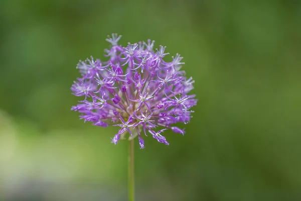 Fioletowy Kwiat Wieloletnich Roślin Zielnych Allium Wallichii Rodziny Alliaceae — Zdjęcie stockowe