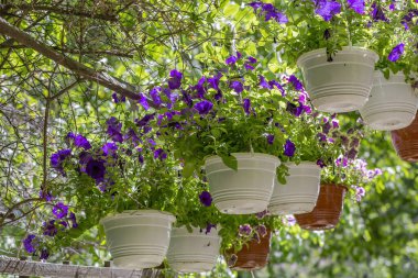 Güneşli bir yaz gününde arka bahçede asılı duran süslü bir saksı.