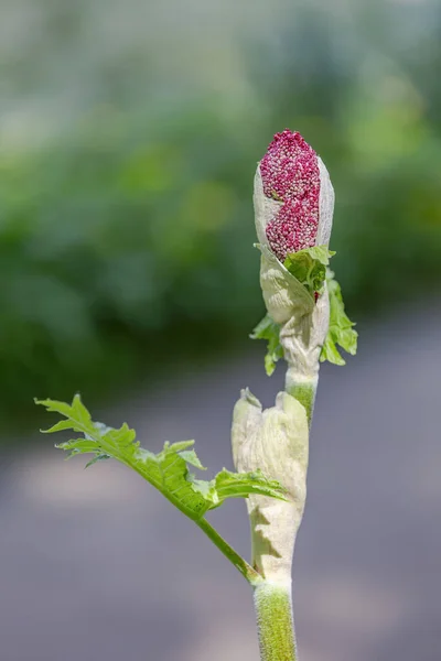 Grüner Rhabarber Der Familie Polygonaceae Während Der Blüte Stadtpark — Stockfoto
