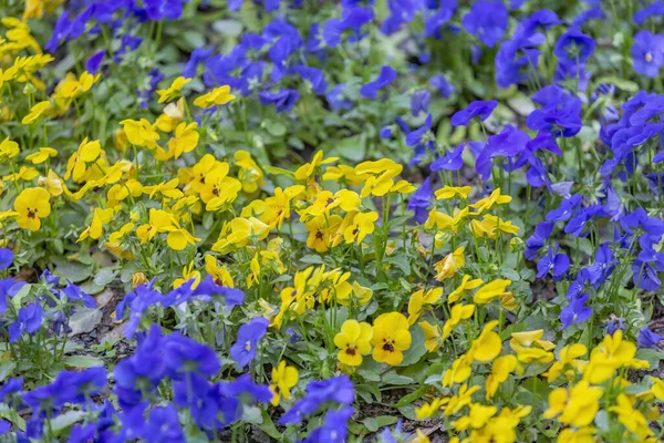 Myšlenka Zdobení Krásné Jarní Květinové Záhony Pestrobarevnými Kvetoucími Květinami Zahradě — Stock fotografie