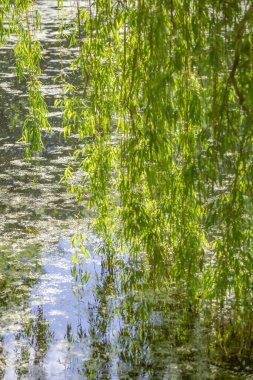 Ağaç, parktaki göletin su yüzeyine yansıyor.