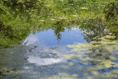Ağaç, parktaki göletin su yüzeyine yansıyor.