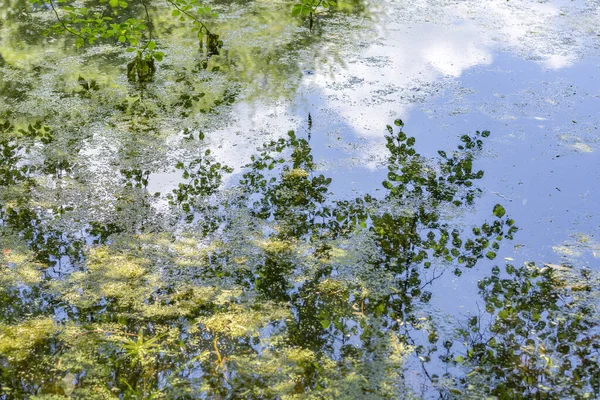 Boom Wordt Weerspiegeld Het Wateroppervlak Van Vijver Het Park — Stockfoto