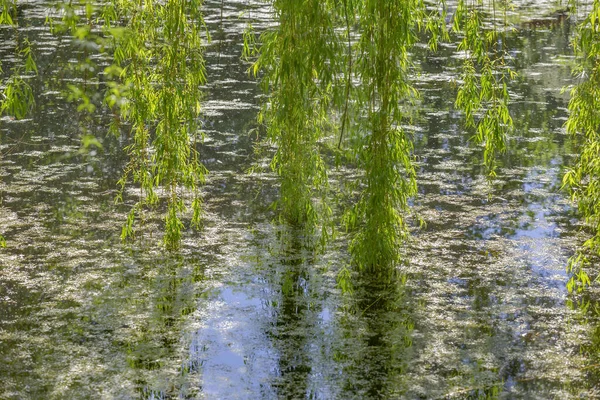 Der Baum Spiegelt Sich Der Wasseroberfläche Des Teiches Park — Stockfoto