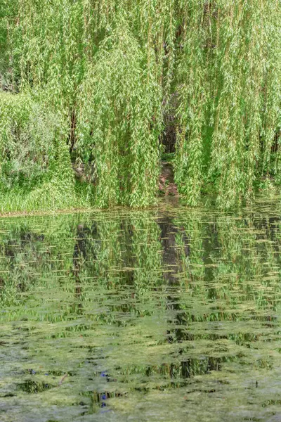 Der Baum Spiegelt Sich Der Wasseroberfläche Des Teiches Park — Stockfoto