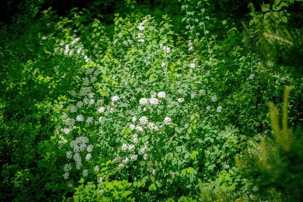 Spiraea Rosaceae Ailesinin Yaprak Döken Süslemeleri Çiçek Açarken Dallardaki Beyaz — Stok fotoğraf