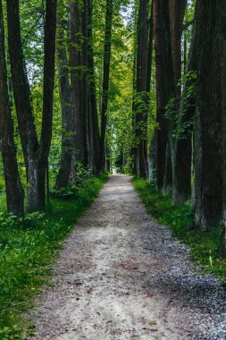 Yayaların yaz aylarında yeşil bir şehir parkında yürümeleri için bir yol.
