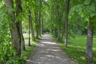 Yayaların yaz aylarında yeşil bir şehir parkında yürümeleri için bir yol.