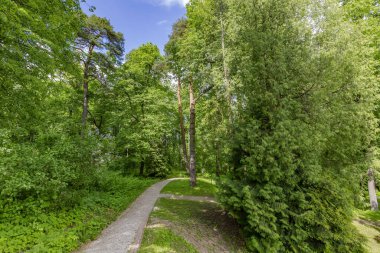 Yayaların yaz aylarında yeşil bir şehir parkında yürümeleri için bir yol.