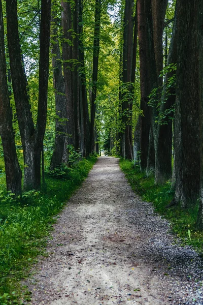 Yayaların yaz aylarında yeşil bir şehir parkında yürümeleri için bir yol.