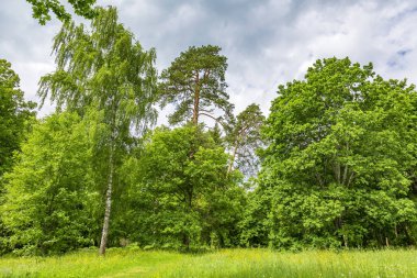 Kamu parkındaki yaz yeşillikleri arasında daimi yaprak döken ağaç