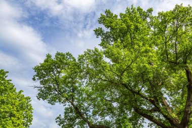 Kamu parkındaki yaz yeşillikleri arasında daimi yaprak döken ağaç