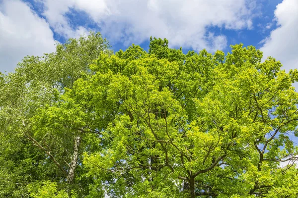 Nyári Növényzet Évelő Lombhullató Fája Egy Nyilvános Városi Parkban — Stock Fotó
