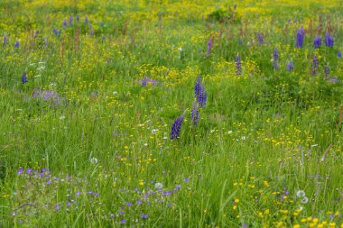 Parlak çayır çiçekleri güneşli bir günde bir yaz tarlasında açar.