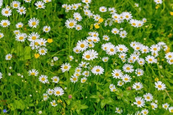 Jasná Louka Květy Kvést Letním Poli Slunném Dni — Stock fotografie