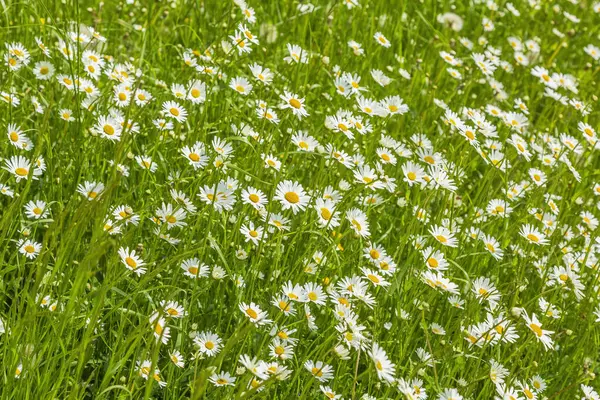 Яскраві Лугові Квіти Цвітуть Літньому Полі Сонячний День — стокове фото