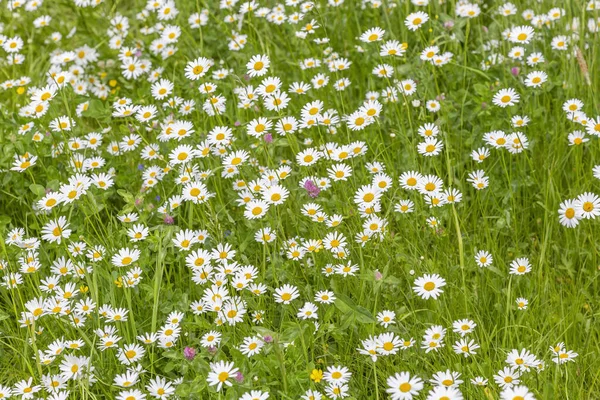 Helle Wiesenblumen Blühen Einem Sommerfeld Einem Sonnigen Tag — Stockfoto