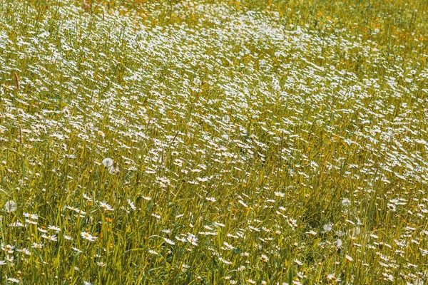 Flores Brilhantes Prado Florescem Campo Verão Dia Sol — Fotografia de Stock