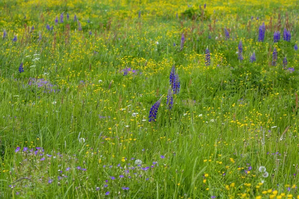 Parlak çayır çiçekleri güneşli bir günde bir yaz tarlasında açar.