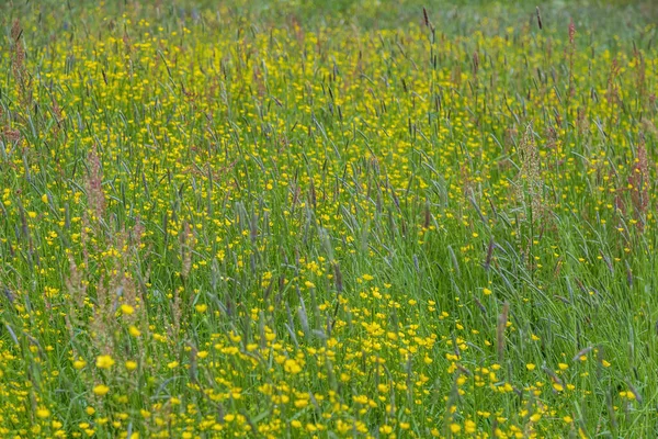 Fleurs Prairie Lumineuses Fleurissent Dans Champ Été Par Une Journée — Photo
