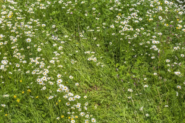 阳光灿烂的夏天 田野里开满了艳丽的草甸 — 图库照片
