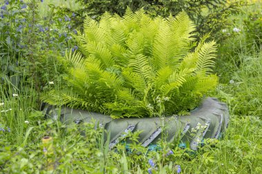 Parlak yeşil eğreltiotu Polypodiophyta. Tüylü veya yapraklı yapraklı yaprakları olan ve yaprakların altından salınan sporlarla çoğalan çiçeksiz bir bitki.