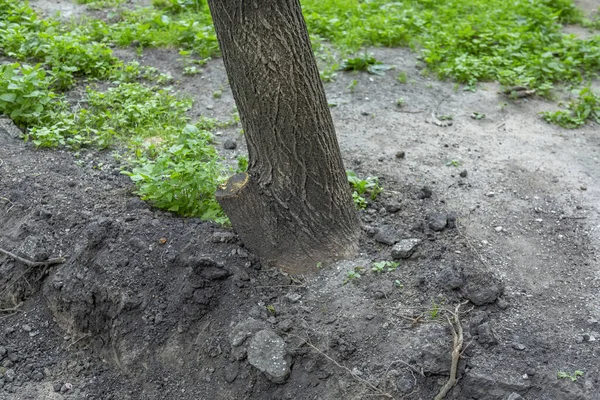 Przechylony Pień Wieloletniego Drzewa Liściastego Środowisku Miejskim — Zdjęcie stockowe