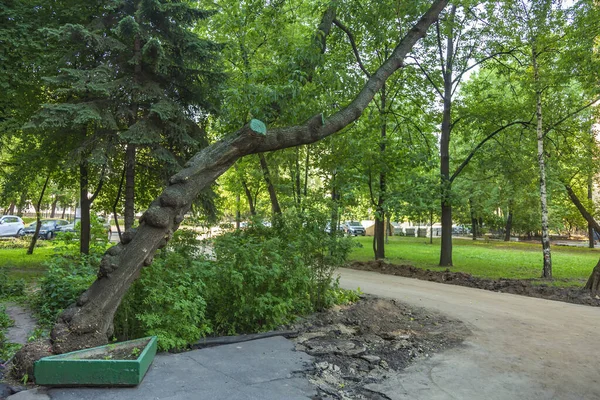 Tilted Trunk Perennial Deciduous Tree Urban Environment — Foto de Stock
