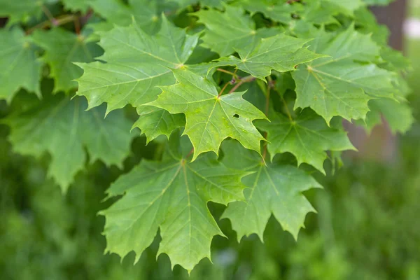 Summer Green Color Deciduous Maple Tree Family Aceraceae — Stock Photo, Image