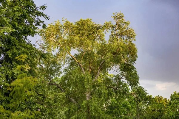 Árvores Verdes Caducas Durante Pôr Sol Céu Estrelado — Fotografia de Stock