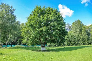 Yazın bir şehir parkındaki meşe ağacının gölgesinde beyaz tahtalardan yapılmış bir bank.