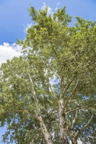 Populus Alba Álamo Branco Família Salicaceae Bela Árvore Caduca Perene — Fotografia de Stock