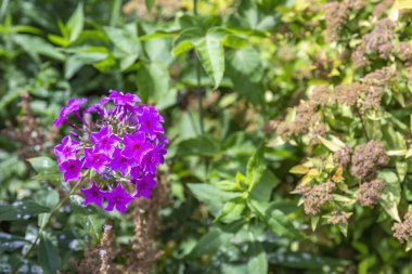 Mevsimlik çiçek açan Polemoniaceae ailesinin güzel çiçekleri.