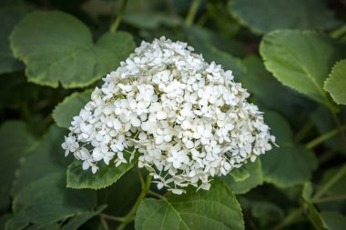 Şehir parkında panikleyen beyaz ortanca çiçekleri.