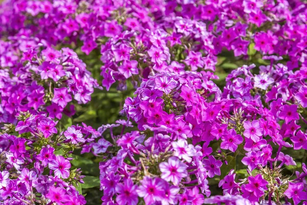 Schöne Blüte Der Phloxblüten Aus Der Familie Der Polemoniaceae Saisonaler — Stockfoto