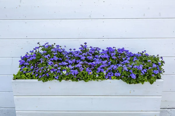 Pote Jardim Com Uma Crescente Planta Ageratum Brilhante Família Asteraceae — Fotografia de Stock