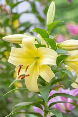 - Lily. Liliaceae ailesinin güzel çiçek açan parlak yaz çiçeği.