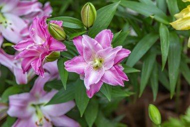 - Lily. Liliaceae ailesinin güzel çiçek açan parlak yaz çiçeği.