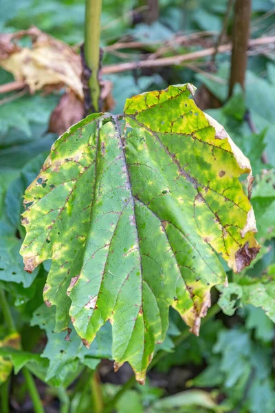 Yeşil Bir Bitkinin Kurumuş Yaprağı Böcek Ilaçlarıyla Yapılan Kimyasal Tedavinin — Stok fotoğraf