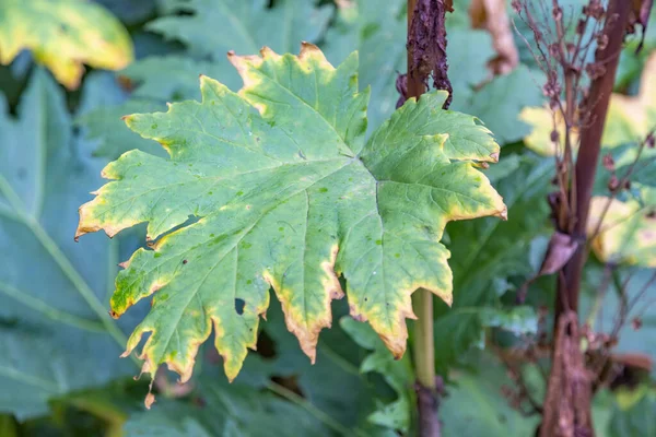 Yeşil Bir Bitkinin Kurumuş Yaprağı Böcek Ilaçlarıyla Yapılan Kimyasal Tedavinin — Stok fotoğraf