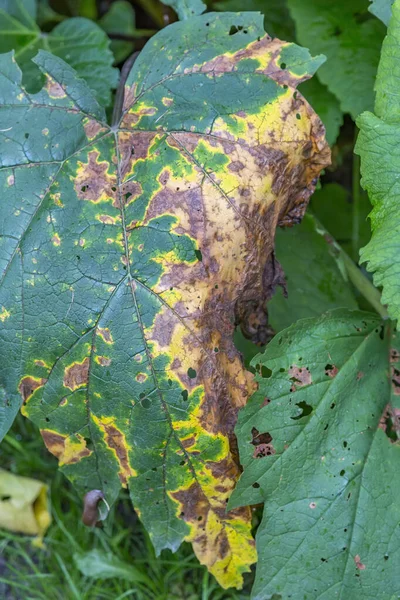 緑の植物の枯れた病気の葉 殺虫剤による化学処理の結果 ストック写真