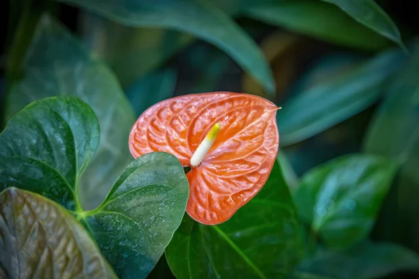 Beautiful flowering of an evergreen plant Anthurium of the Araceae family