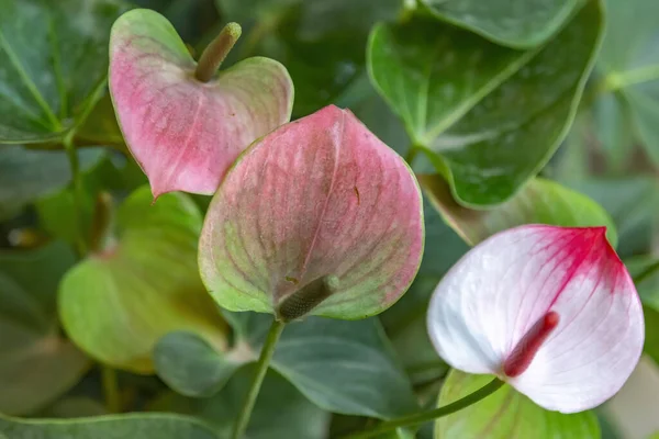 Beautiful flowering of an evergreen plant Anthurium of the Araceae family